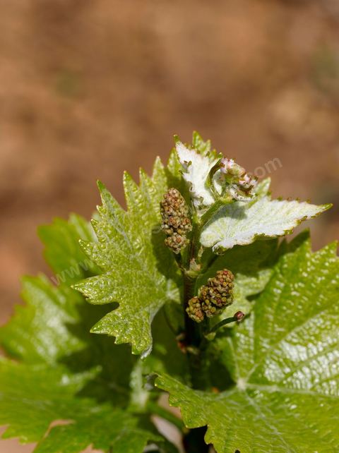 Vines at the Magon Winery in Cap Bon - April 2009