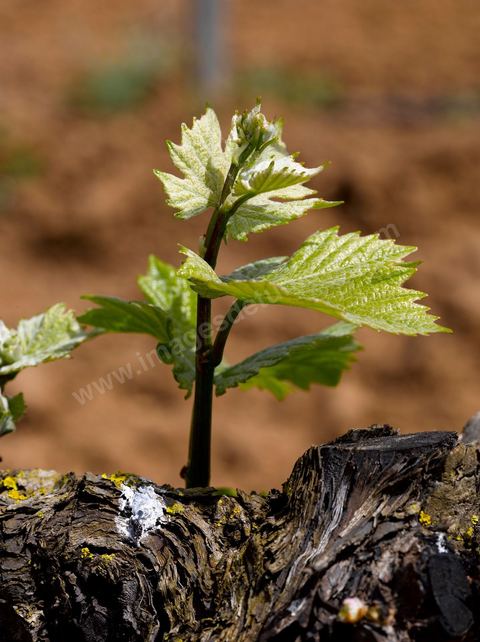 Vines at the Magon Winery in Cap Bon - April 2009
