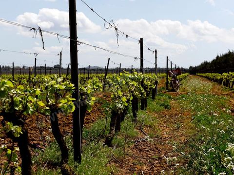 Vines at the Magon Winery in Cap Bon - April 2009