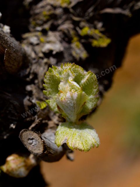 Vines at the Magon Winery in Cap Bon - April 2009