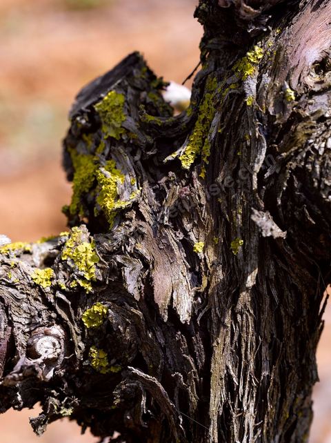 Vines at the Magon Winery in Cap Bon - April 2009