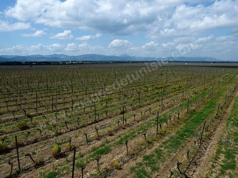 Vines at the Magon Winery in Cap Bon - April 2009