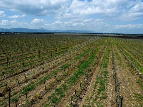 Vines at the Magon Winery in Cap Bon - April 2009