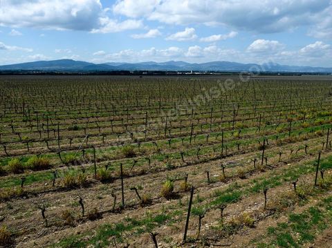 Vines at the Magon Winery in Cap Bon - April 2009