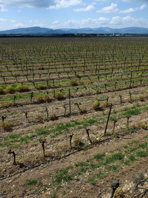 Vines at the Magon Winery in Cap Bon - April 2009
