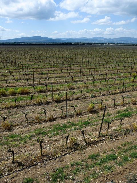 Vignes dans le domaine viticole de Magon au Cap Bon - avril 2009