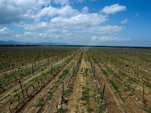 Vignes dans le domaine viticole de Magon au Cap Bon - avril 2009