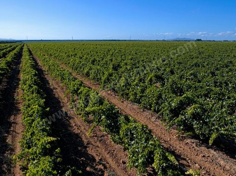 Vines at the Magon Winery in Cap Bon—July 2009