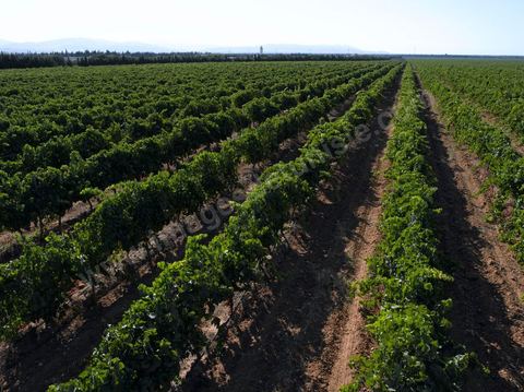 Vines at the Magon Winery in Cap Bon—July 2009