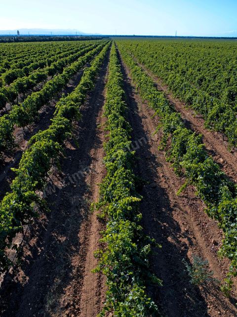 Vines at the Magon Winery in Cap Bon—July 2009
