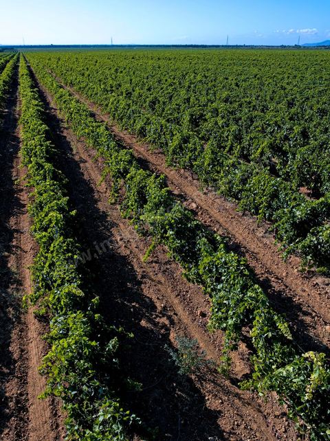 Vines at the Magon Winery in Cap Bon—July 2009