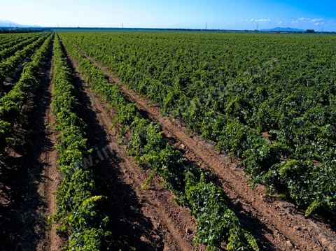 Vines at the Magon Winery in Cap Bon—July 2009