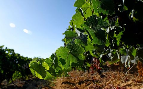 Vines at the Magon Winery in Cap Bon—July 2009