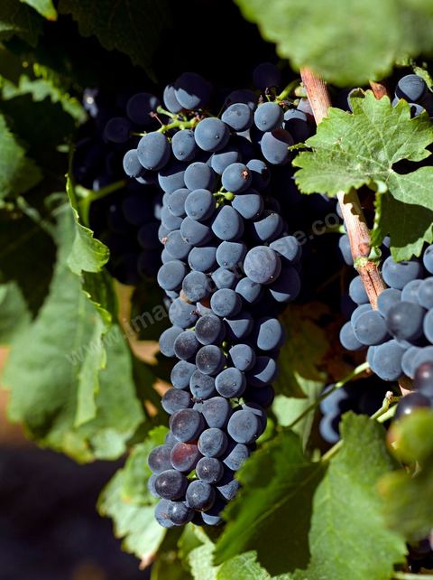 Vines at the Magon Winery in Cap Bon—July 2009
