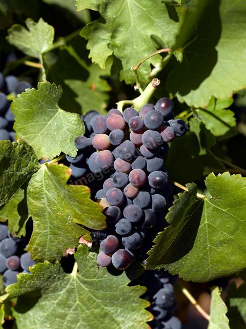 Vines at the Magon Winery in Cap Bon—July 2009