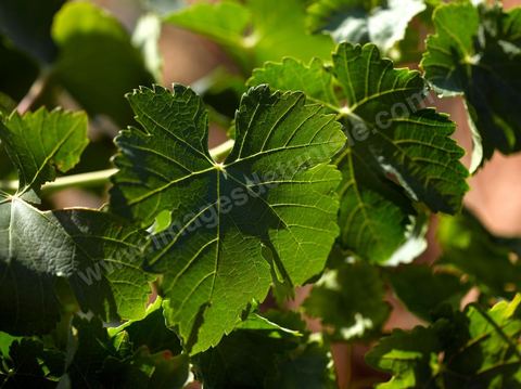 Vines at the Magon Winery in Cap Bon—July 2009