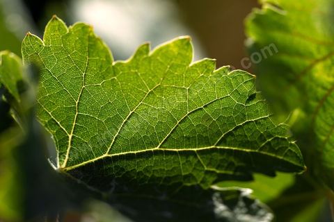 Vines at the Magon Winery in Cap Bon—July 2009