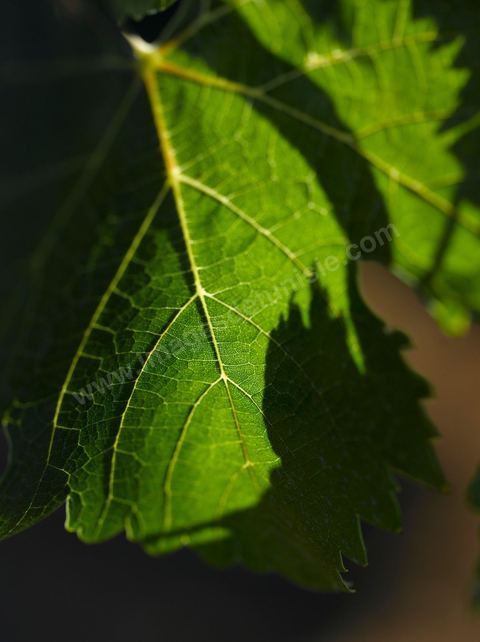 Vines at the Magon Winery in Cap Bon—July 2009