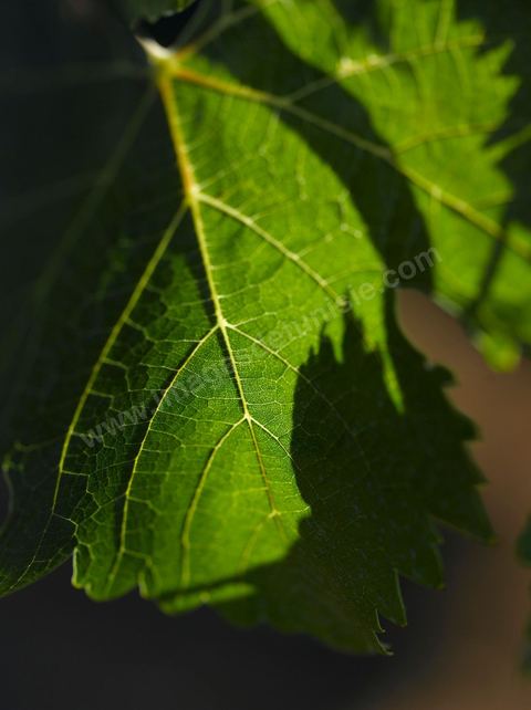 Vines at the Magon Winery in Cap Bon—July 2009