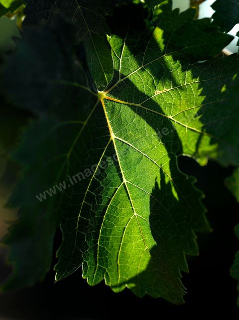 Vines at the Magon Winery in Cap Bon—July 2009
