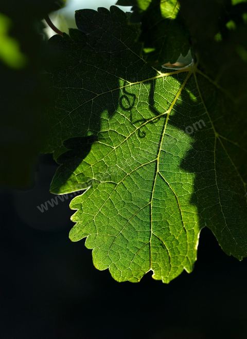 Vines at the Magon Winery in Cap Bon—July 2009