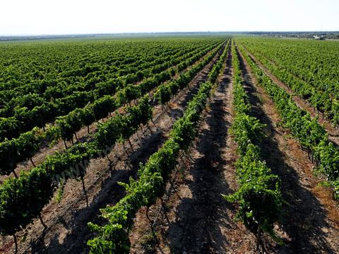 Vines at the Magon Winery in Cap Bon—July 2009