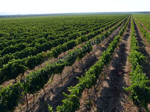 Vines at the Magon Winery in Cap Bon—July 2009