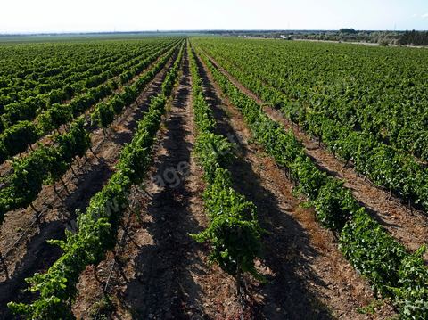 Vines at the Magon Winery in Cap Bon—July 2009