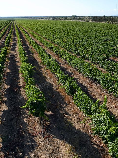 Vines at the Magon Winery in Cap Bon—July 2009