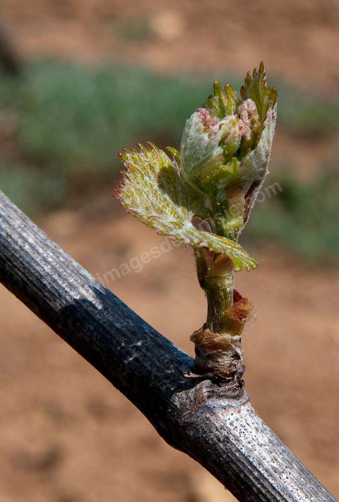 Vignes dans le domaine viticole de Magon au Cap Bon - avril 2009