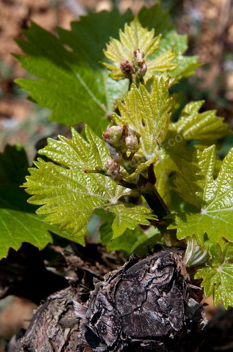 Vignes dans le domaine viticole de Magon au Cap Bon - avril 2009