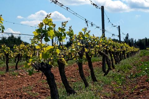 Vignes dans le domaine viticole de Magon au Cap Bon - avril 2009