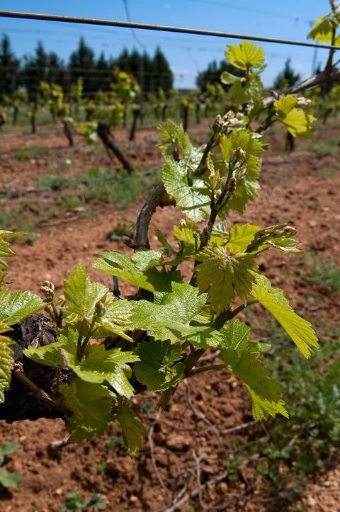 Vignes dans le domaine viticole de Magon au Cap Bon - avril 2009
