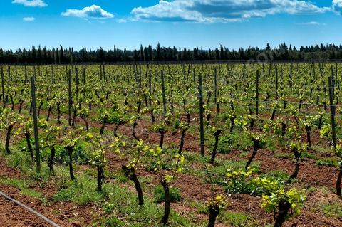 Vignes dans le domaine viticole de Magon au Cap Bon - avril 2009