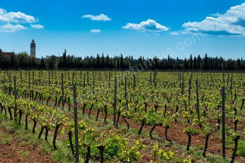 Vignes dans le domaine viticole de Magon au Cap Bon - avril 2009