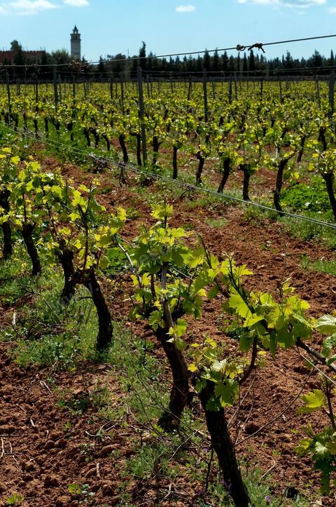 Vignes dans le domaine viticole de Magon au Cap Bon - avril 2009