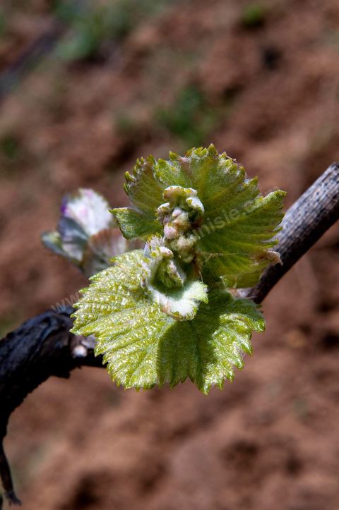 Vignes dans le domaine viticole de Magon au Cap Bon - avril 2009