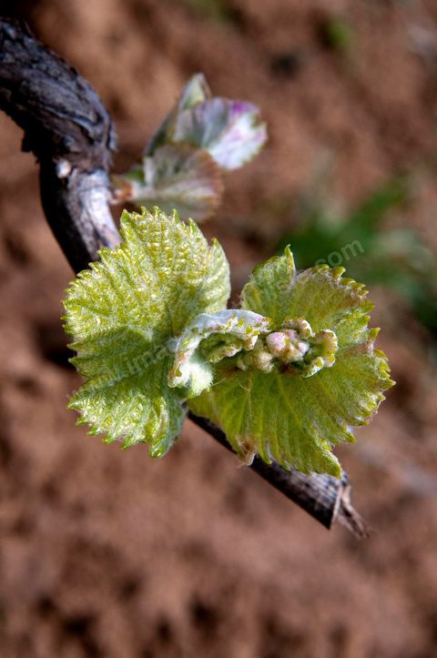 Vignes dans le domaine viticole de Magon au Cap Bon - avril 2009