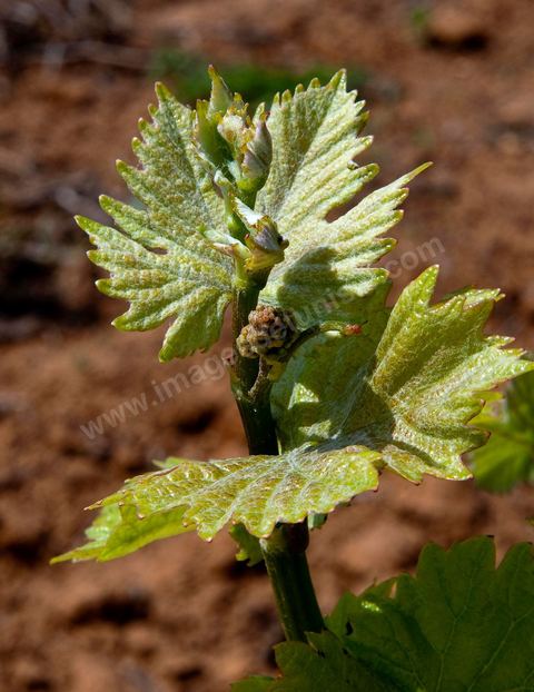 Vignoble en hiver après taille dans la région de Grombalia et Turki