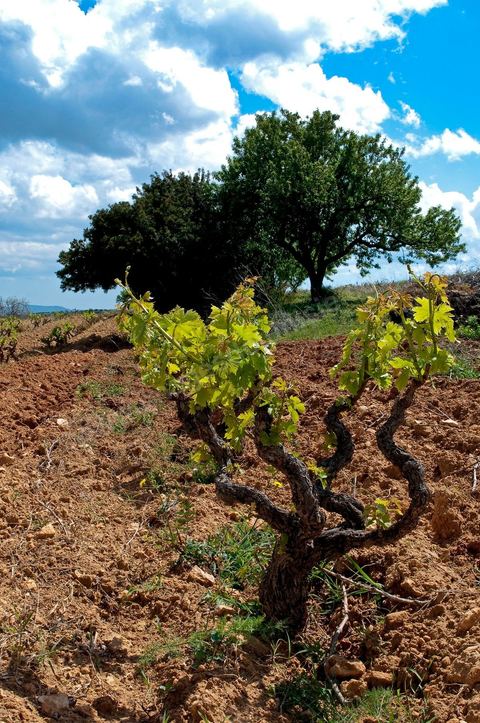 Vignoble en hiver après taille dans la région de Grombalia et Turki