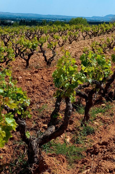 Vignoble en hiver après taille dans la région de Grombalia et Turki