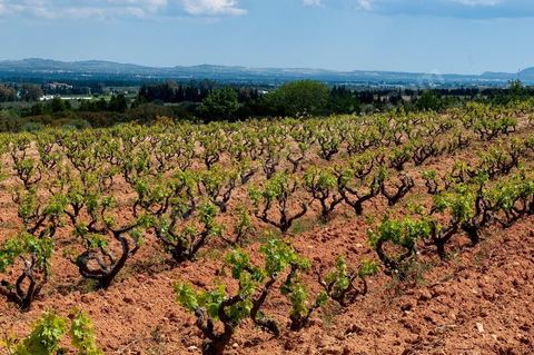 Vignoble en hiver après taille dans la région de Grombalia et Turki