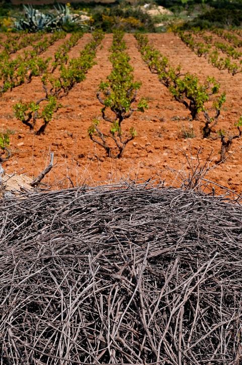 Vignoble en hiver après taille dans la région de Grombalia et Turki