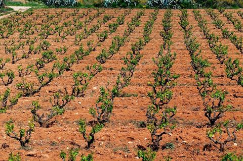 Vignoble en hiver après taille dans la région de Grombalia et Turki