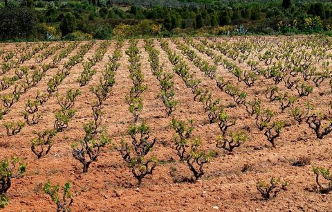 Vignoble en hiver après taille dans la région de Grombalia et Turki