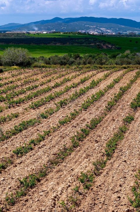Vignoble en hiver après taille dans la région de Grombalia et Turki