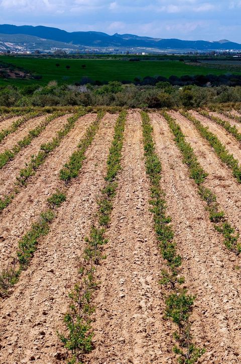 Vignoble en hiver après taille dans la région de Grombalia et Turki