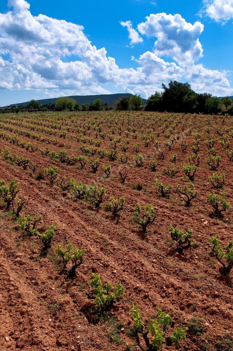 Vignoble en hiver après taille dans la région de Grombalia et Turki