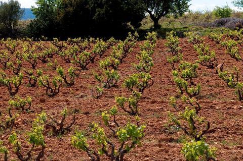 Vignoble en hiver après taille dans la région de Grombalia et Turki