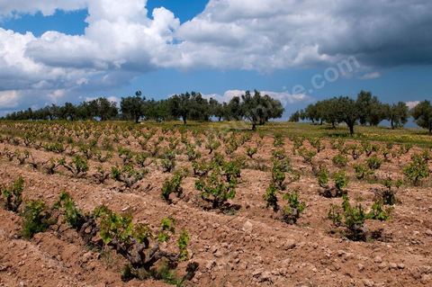 Vignoble en hiver après taille dans la région de Grombalia et Turki